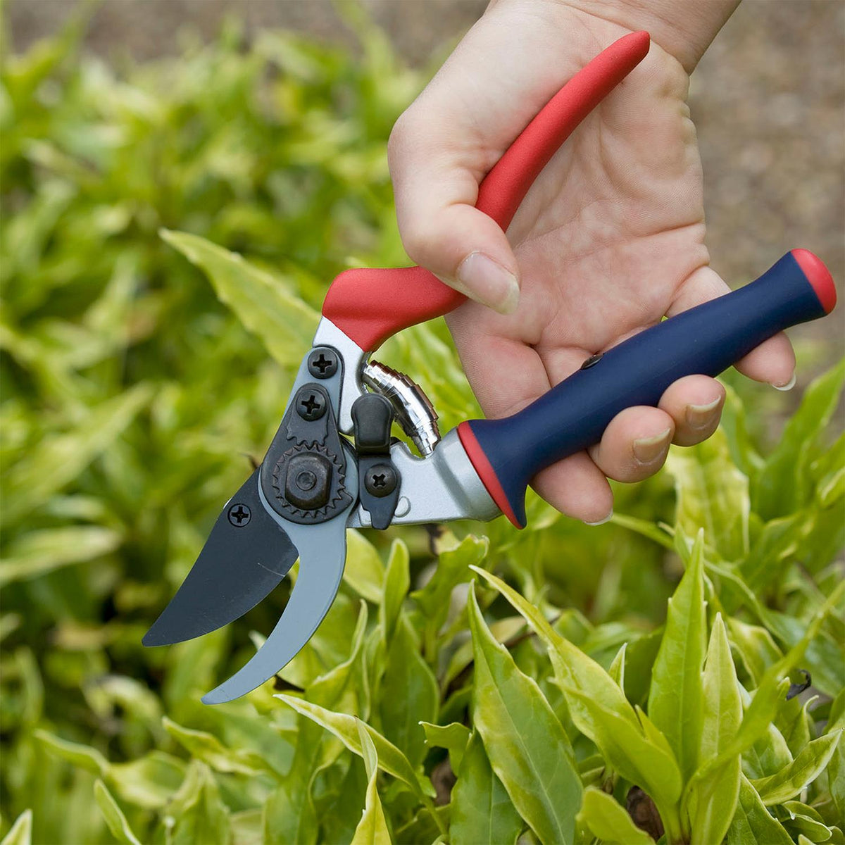 Ensemble Mini-Sécateurs Razorsharp Spear & Jackson - Lames Droite Et Incurvée Pour Jardin