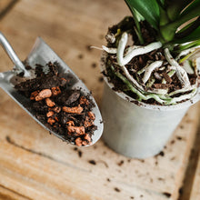 Load image into Gallery viewer, Westland Orchid Potting Mix Peat Free Enriched with Seramis, 8 Litre