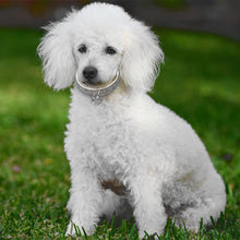 Load image into Gallery viewer, AQ Luxury Diamond Collar For Pets, Size Medium or Large, Blue, Red or White