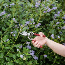 Load image into Gallery viewer, Kent &amp; Stowe Traditional Bypass Secateurs Pruners Carbon Steel Drop Forged