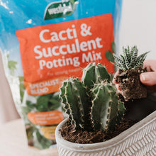 Load image into Gallery viewer, Westland Cacti &amp; Succulent Potting Mix Blen Enriched with Seramis 4L 1.5kg
