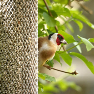 Peckish Bird Feeder All Weather Sunflower Heart Quick Release Base