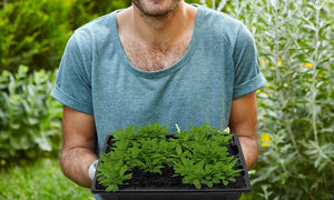 Large Size Propagator With Lid