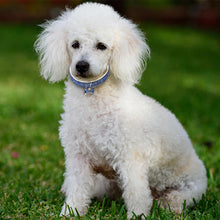 Load image into Gallery viewer, AQ Luxury Diamond Collar For Pets, Size Medium or Large, Blue, Red or White