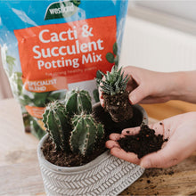 Load image into Gallery viewer, Westland Cacti &amp; Succulent Potting Mix Blen Enriched with Seramis 4L 1.5kg